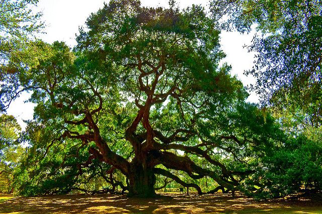 powerpoint background trees